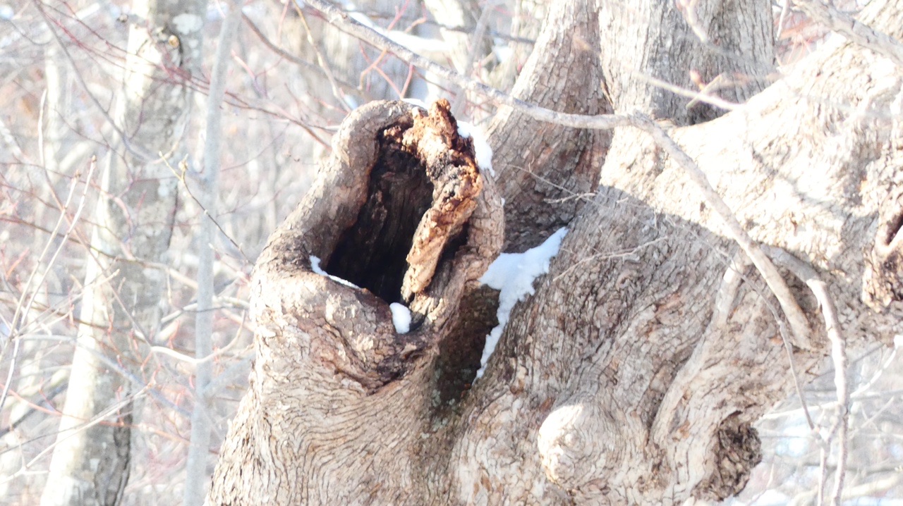 野幌森林公園 21 03 07 Takaさんの野幌森林公園の活動データ Yamap ヤマップ