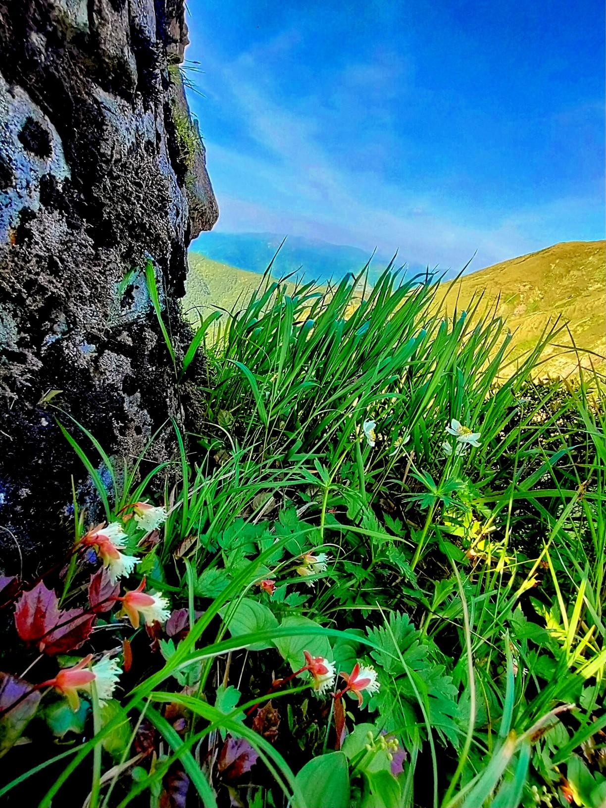 花とネコ 迷わず彷徨う ふりかけれ 