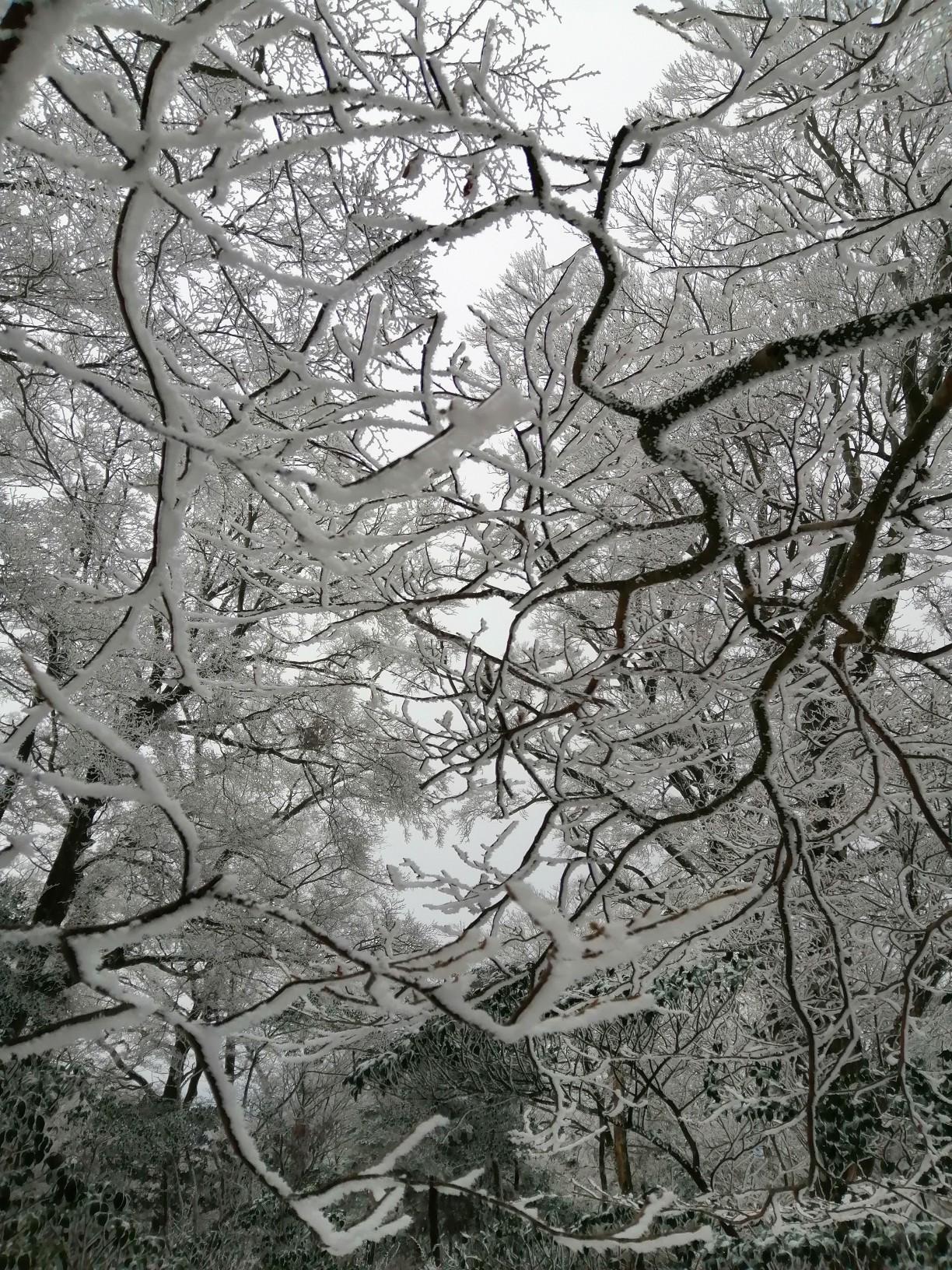 21 初登山 猪ノ子伏 白髪岳 さっこさんの白髪岳 あさぎり町 猪ノ子伏 陀来水岳の活動データ Yamap ヤマップ