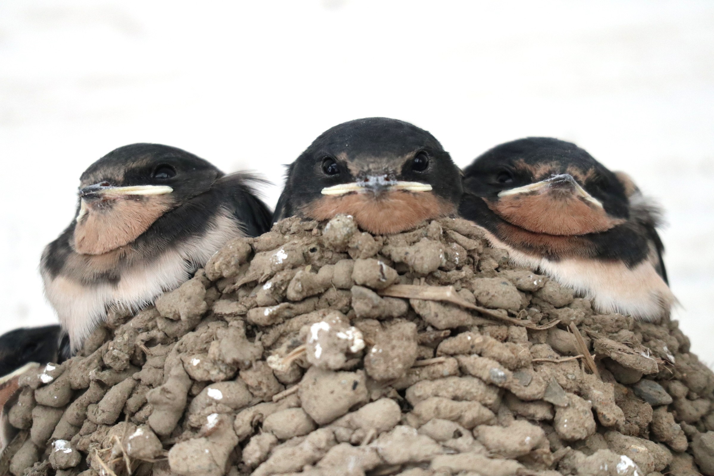 ツバメ日記 総集編 ぶんぶんさんの燕岳 餓鬼岳 唐沢岳の活動データ Yamap ヤマップ