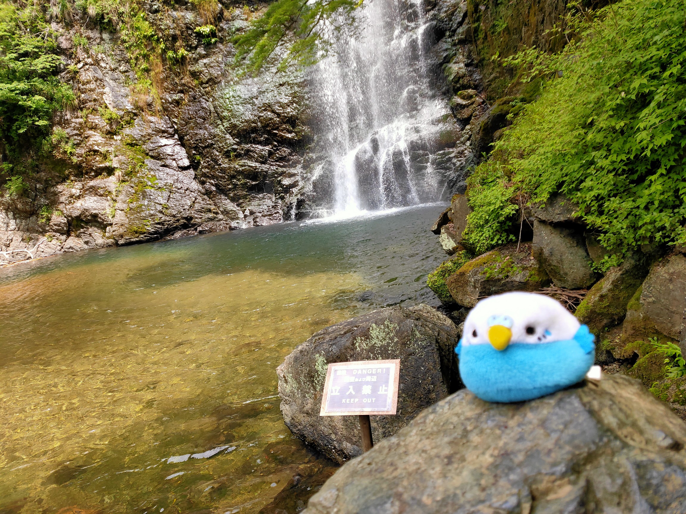 箕面にも地獄谷がっ 箕面大滝 とりさんの六個山 鉢伏山 明ヶ田尾山 五月山の活動日記 Yamap ヤマップ