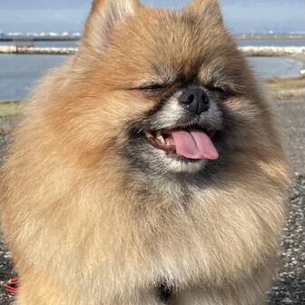 ポメラニアン　マロン