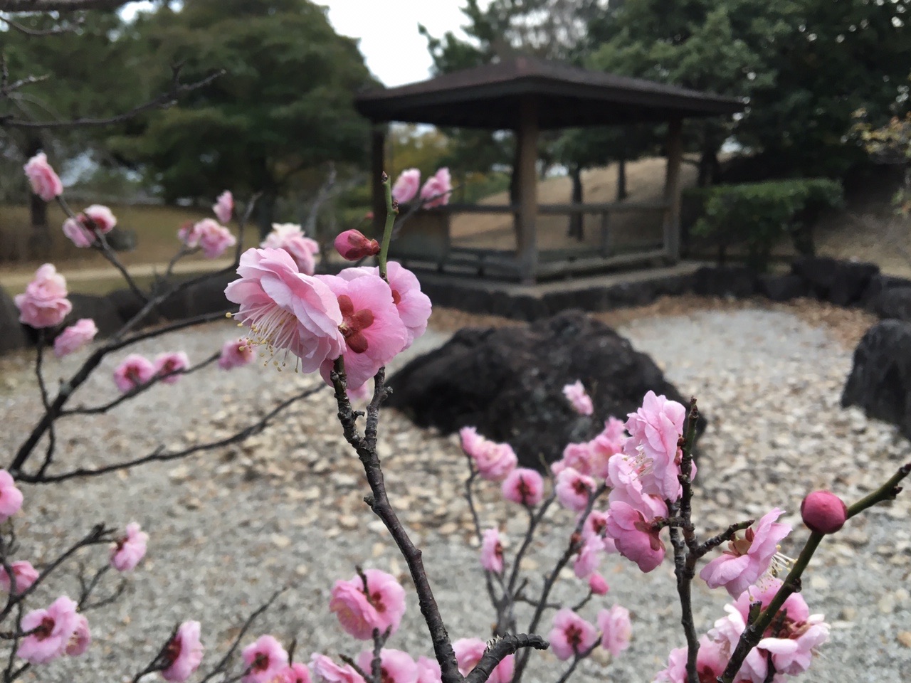 手柄山 とても素敵な公園 三角点あるよ きみこさんの姫路市の活動日記 Yamap ヤマップ