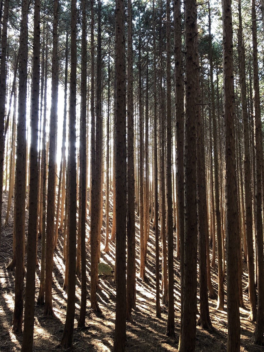 作礼山 人生の並木路 Ryosukeさんの作礼山の活動データ Yamap ヤマップ
