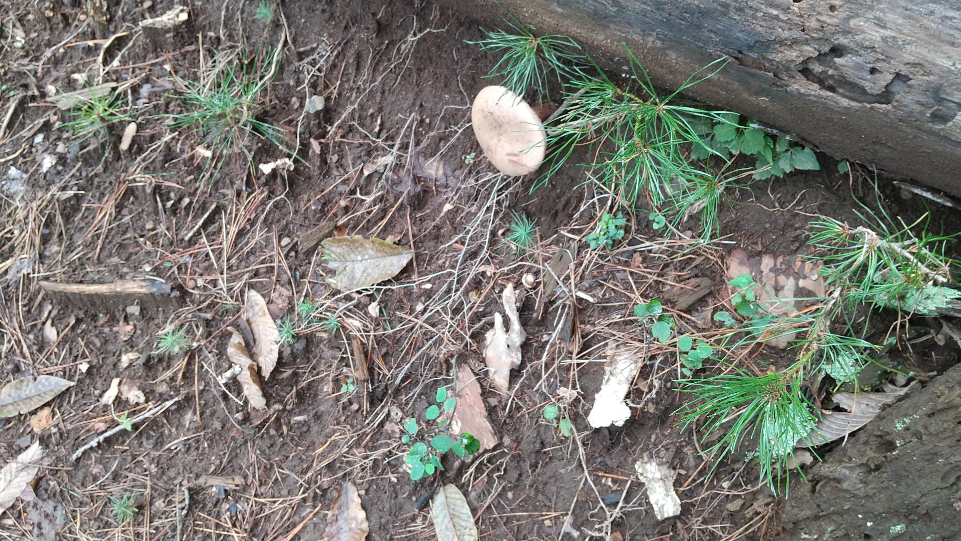 丹波天平 きつねさんの雲取山 鷹ノ巣山 七ツ石山の活動日記 Yamap ヤマップ