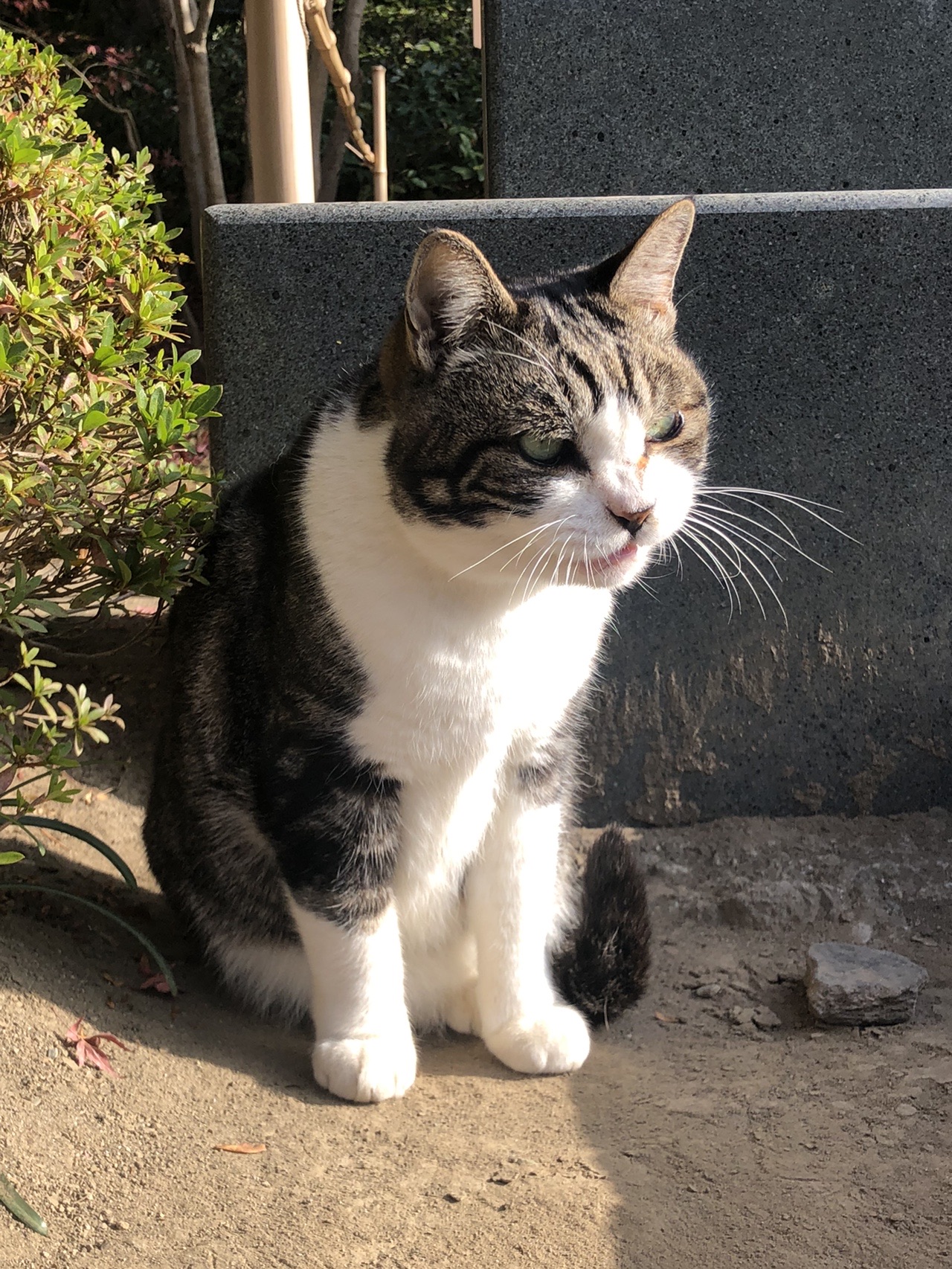 鎌倉天園ハイキング 12 01 とらきちさんのハイキングの活動データ Yamap ヤマップ