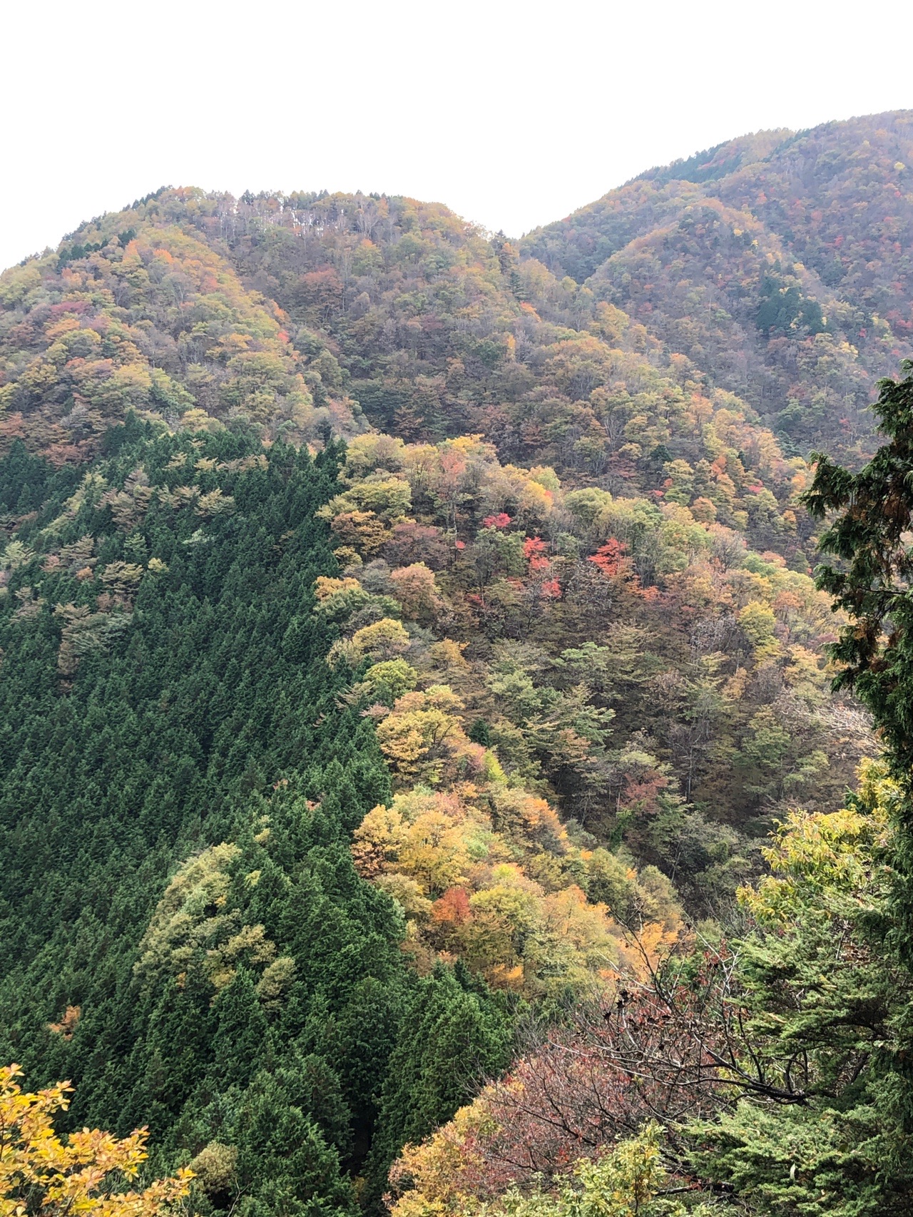 ご無沙汰の奥多摩は 川苔山での鍛錬に リキさんの川苔山 川乗山 の活動データ Yamap ヤマップ