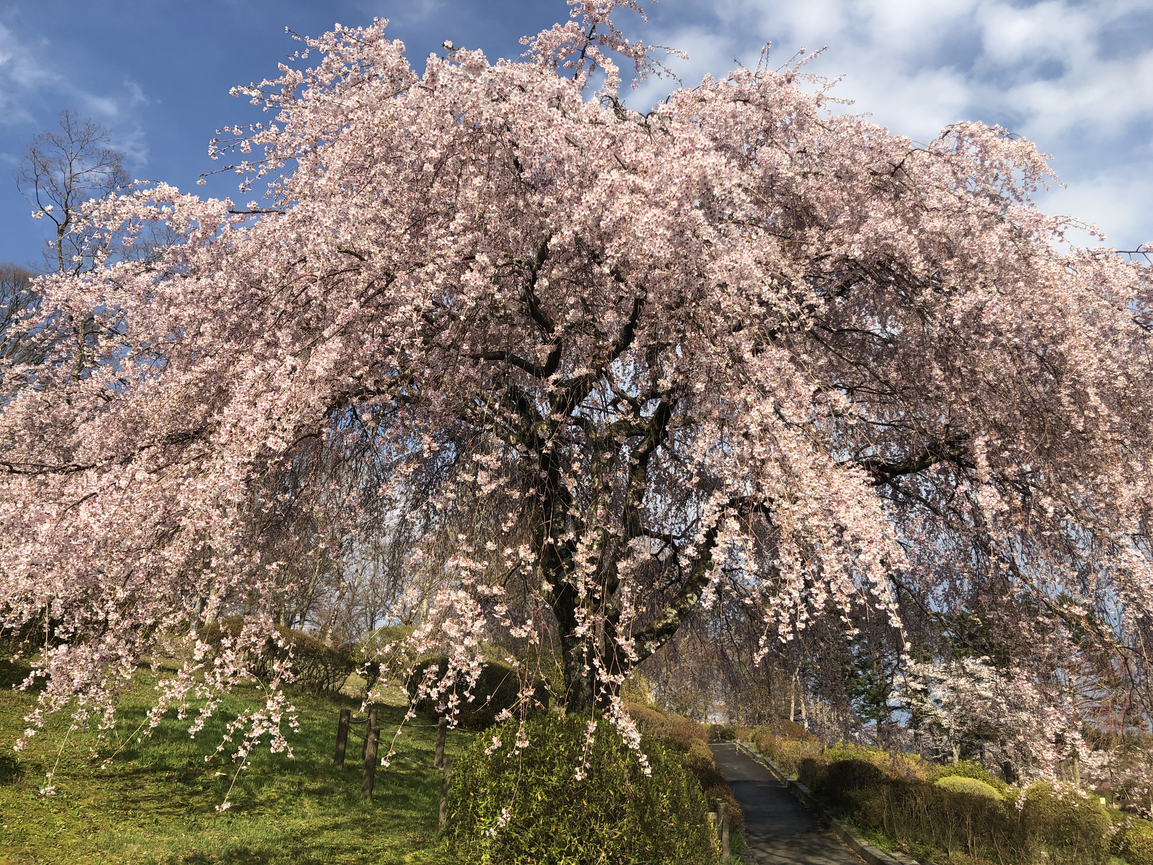 富士霊園 桜 80 本 ナルナルさんの三国山 神奈川県 山梨県 静岡県 の活動データ Yamap ヤマップ