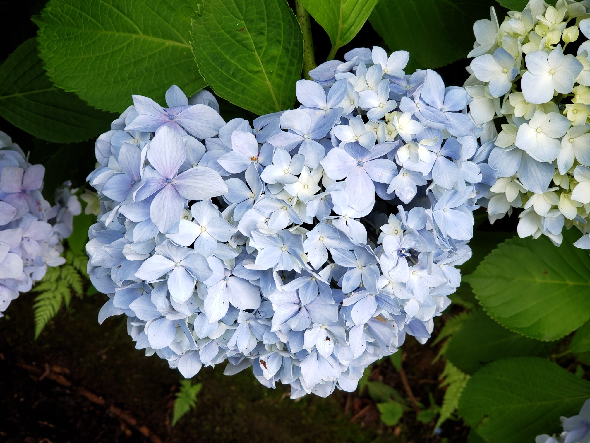 生駒山 あじさい園 ｰｰ07ｰ12 Kazz0126さんの生駒山 神津嶽 大原山の活動データ Yamap ヤマップ