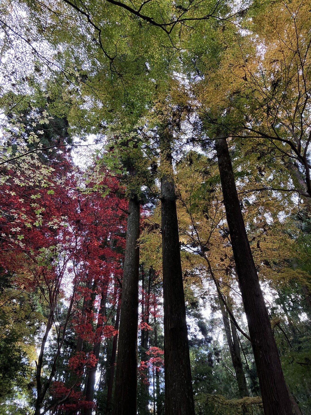 世界遺産、春日山原始林を散策 / ぽわーんとさんの若草山・芳山・高円山の活動データ YAMAP / ヤマップ