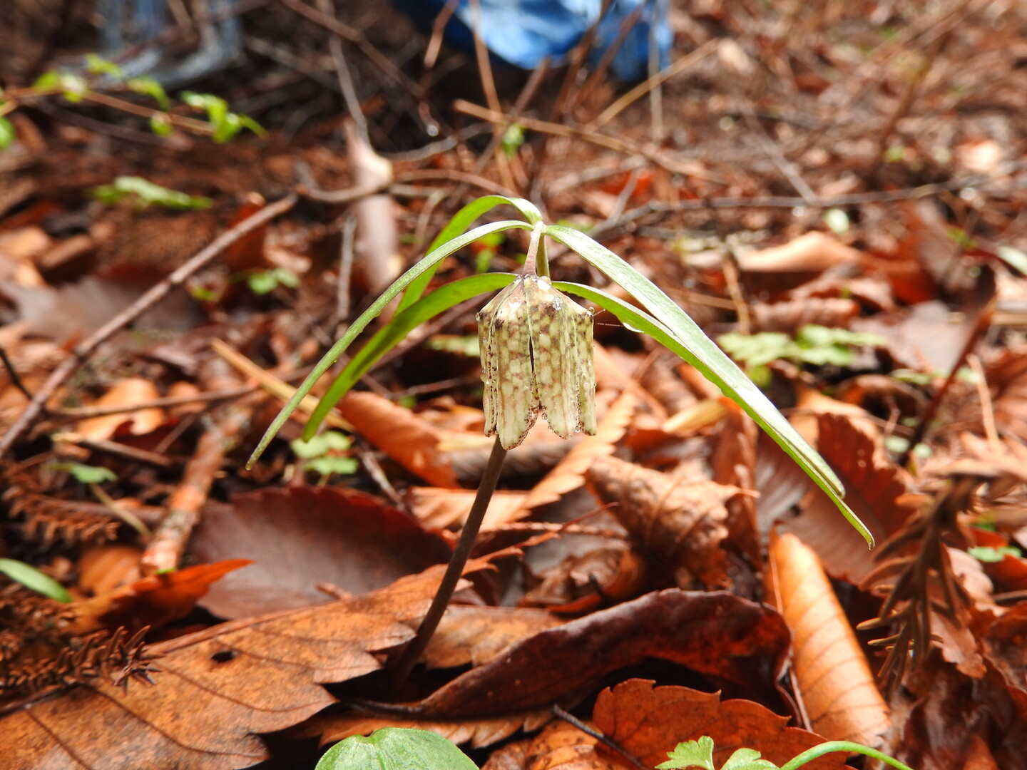 21 4 5高越山と船窪つつじ公園 Turugi1955さんの高越山の活動データ Yamap ヤマップ