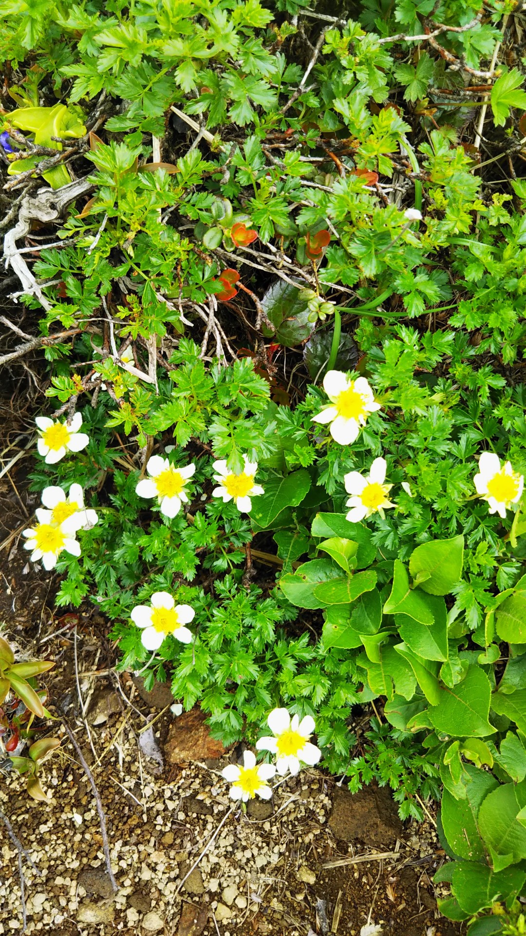 My Mother Mountain 焼石岳登山 ツブ沼コース 21 06 18 ヒカさんの焼石岳 兎森山 鷲ヶ森山の活動日記 Yamap ヤマップ