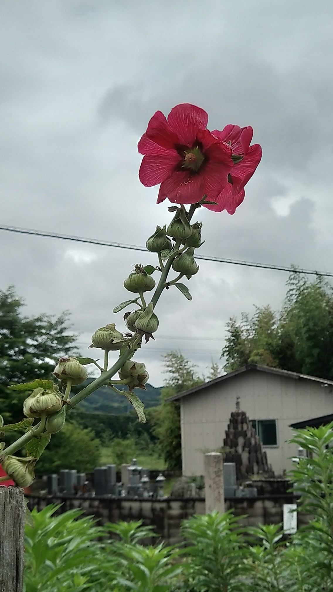 大山レンゲを見に高田寺 京都府木津川市 19 07 01 Ootakahiko さんの三上山 京都府木津川市 の活動日記 Yamap ヤマップ