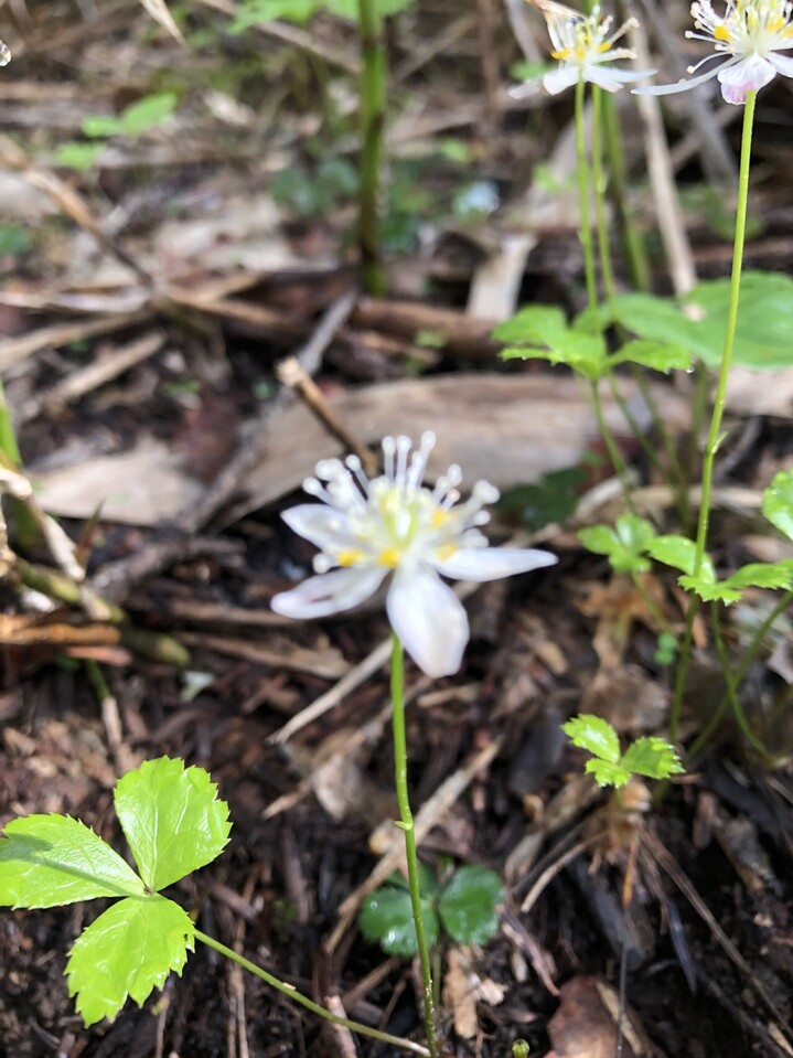 尾瀬 花咲き乱れる至仏山 尾瀬ロッジ泊 19 7 22 24 至仏山 悪沢岳 笠ヶ岳の写真18枚目 ミツバオウレン 三葉黄蓮 好きな花なの Yamap ヤマップ