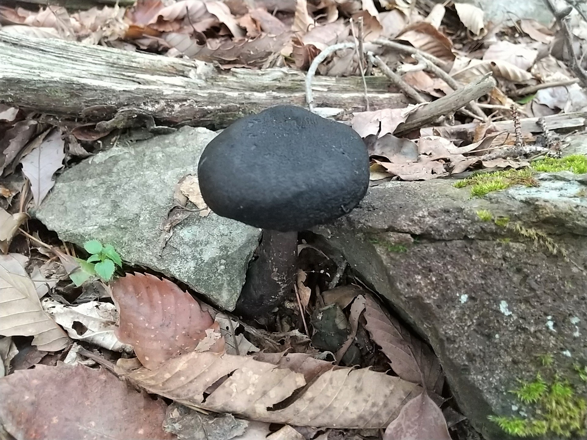 正体不明の黒キノコ 舩谷山 深山 満燈山 Inamさんの深山 掃雲峰の活動日記 Yamap ヤマップ