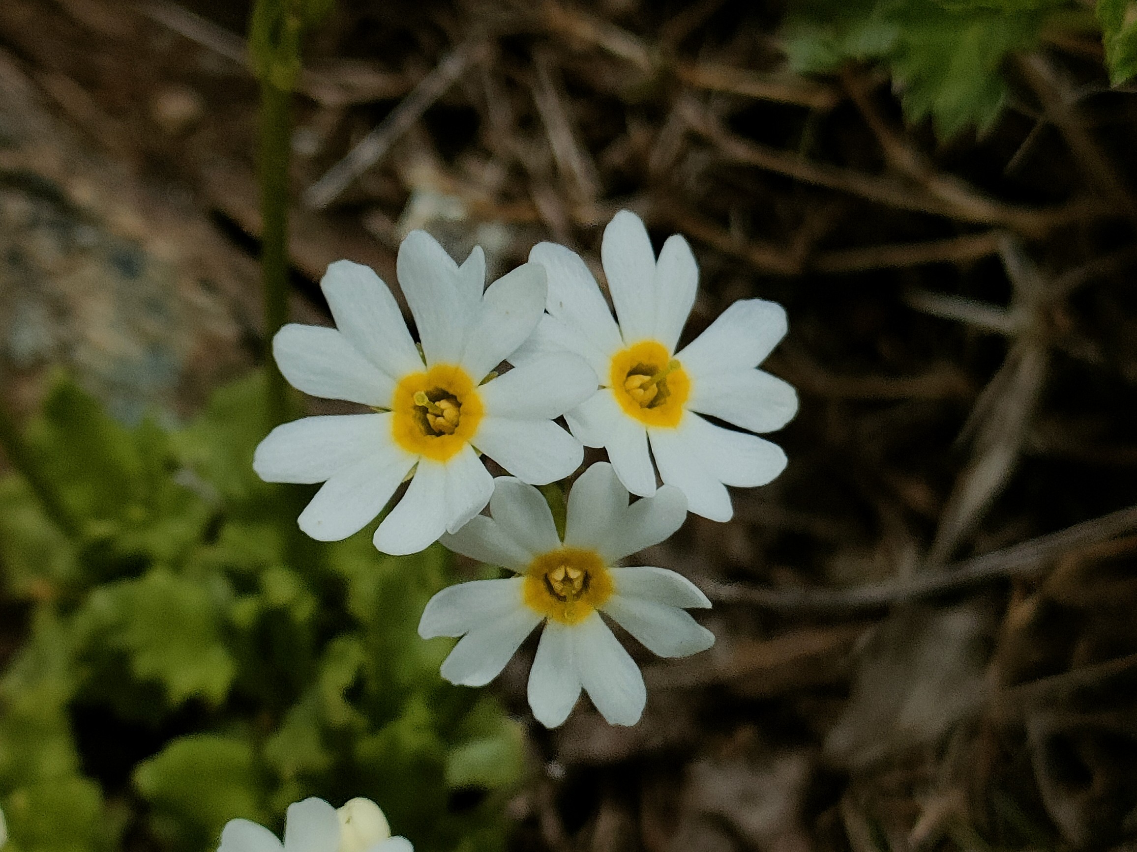 早池峰山 ヒメコザクラ ナンブイヌナズナ 長靴ヤスさんの早池峰山 薬師岳 鶏頭山の活動データ Yamap ヤマップ