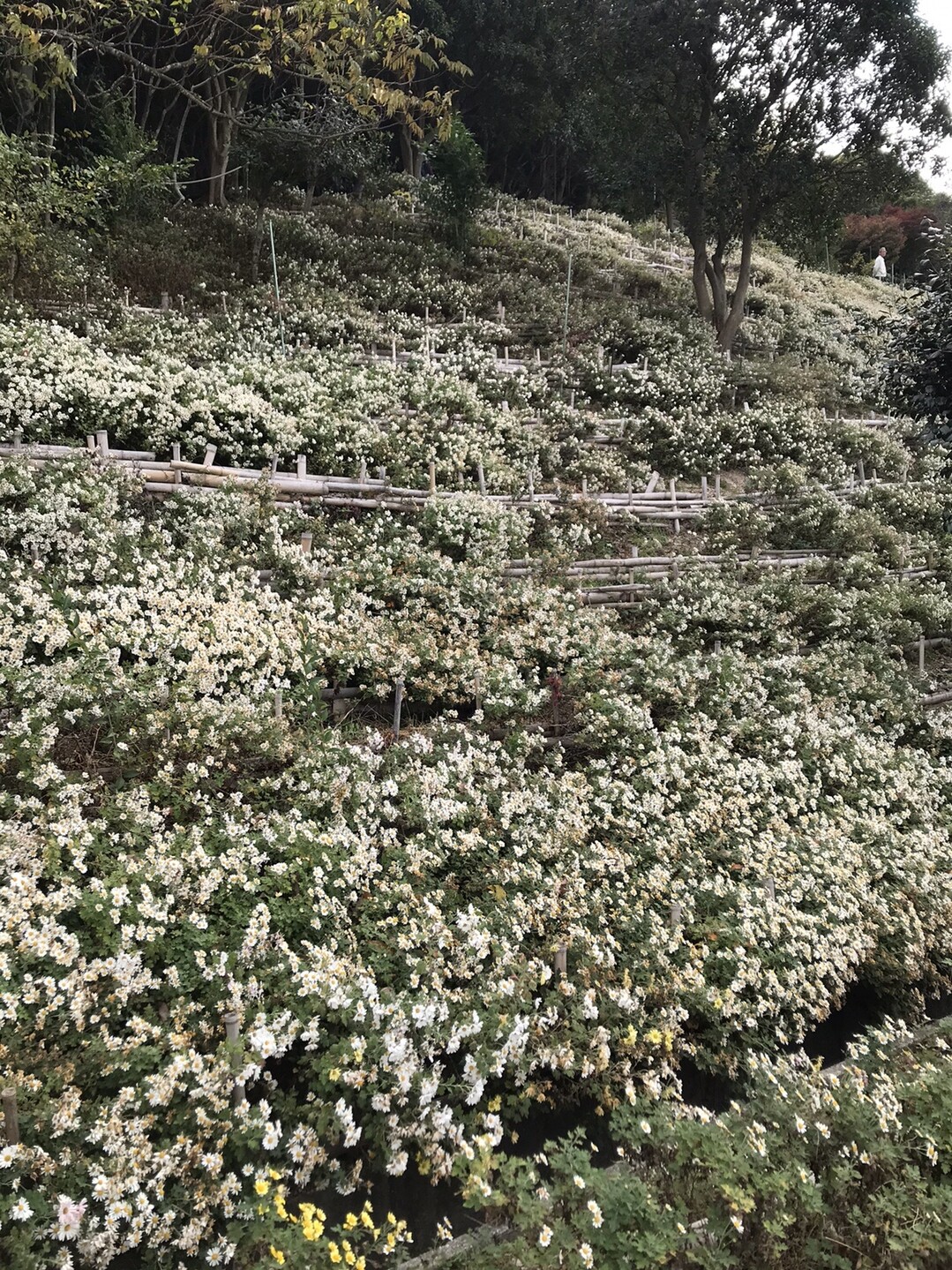 散歩 横尾山 よこお野路菊の丘 奥須磨公園 11 29 ゆみさんのウォーキングの活動日記 Yamap ヤマップ