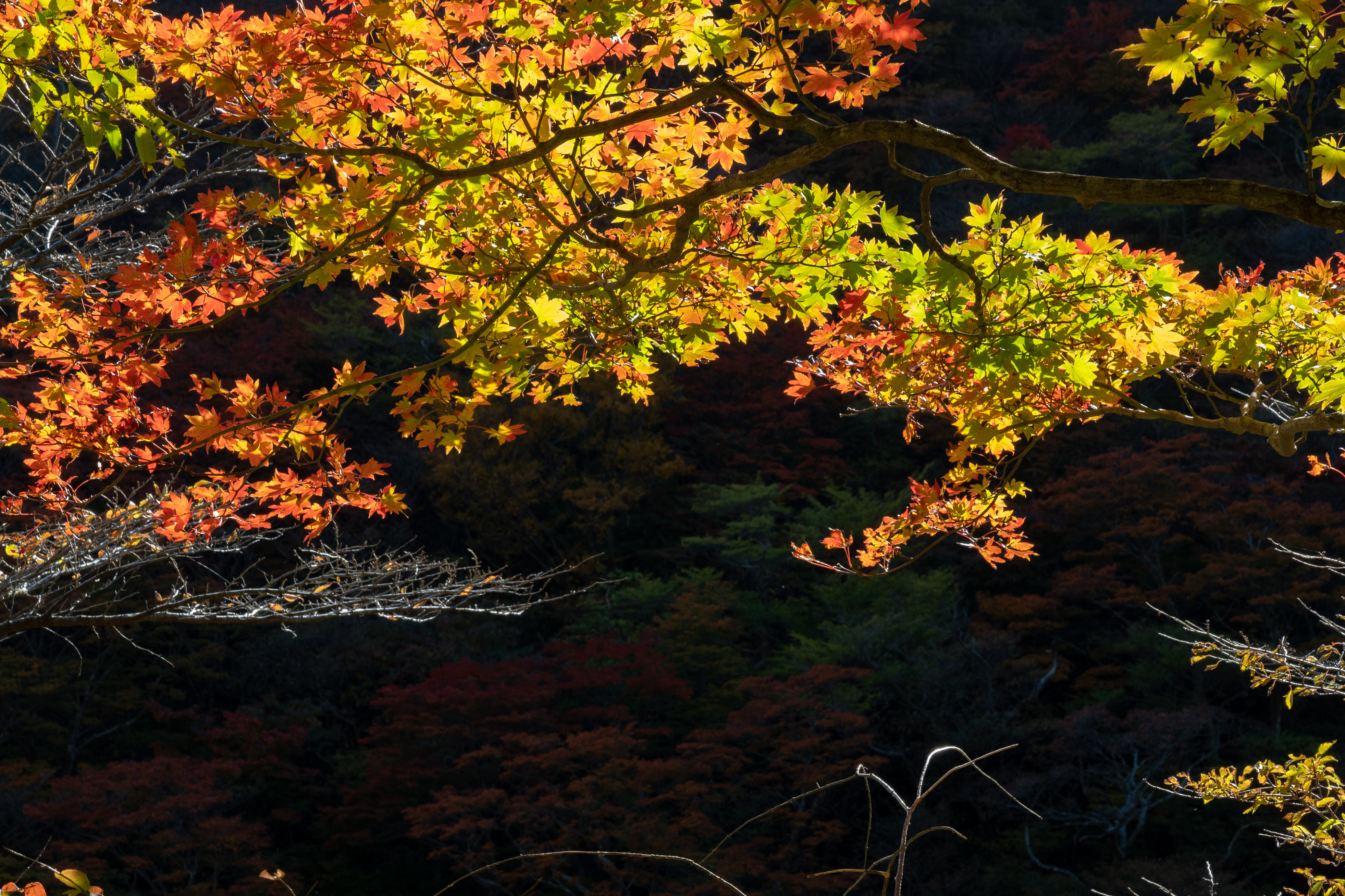 秋深し くじゅう マルワイさんの九重山 久住山 大船山 星生山の活動データ Yamap ヤマップ