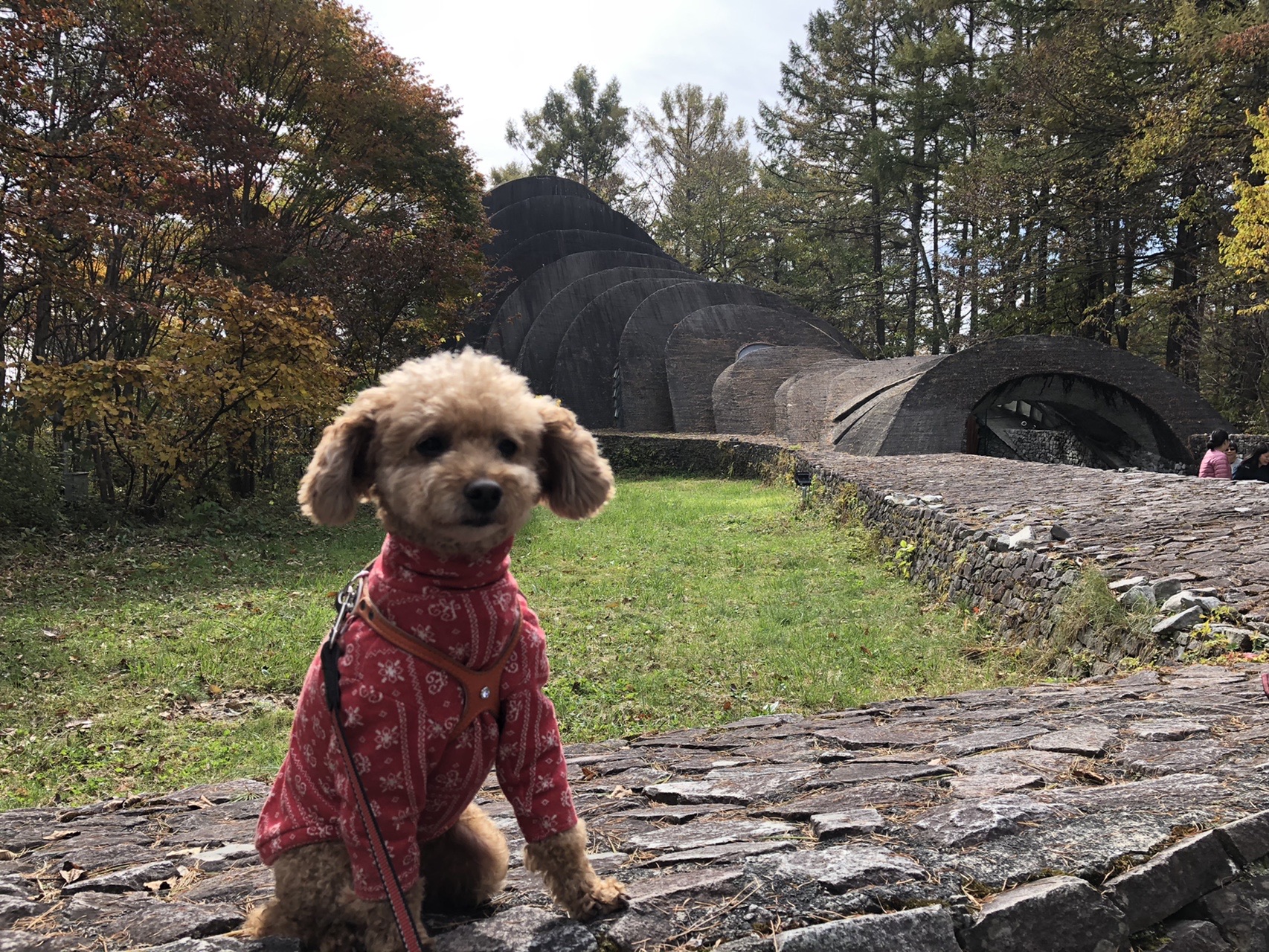 犬連れ観光 中軽井沢 19 11 03 ヒロマツさんの中山道 軽井沢宿 沓掛宿 追分宿 小田井宿 の活動データ Yamap ヤマップ