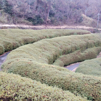 生駒山・神津嶽・大原山 つつじロール