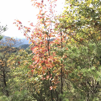 つっつーのページ Yamap ヤマップ