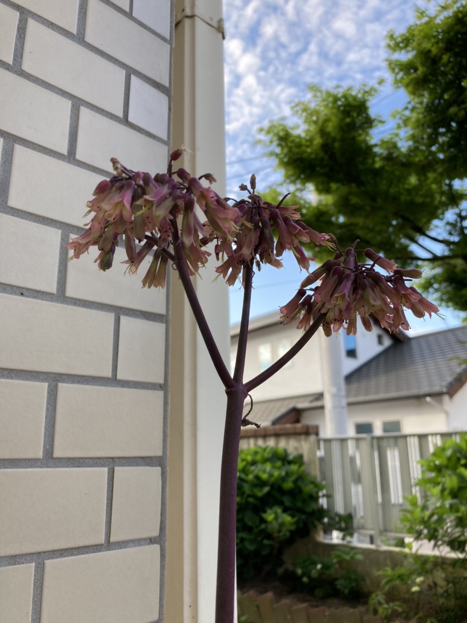 マザーリーフ 長年 育てていますが 初め はるぞさんのモーメント Yamap ヤマップ