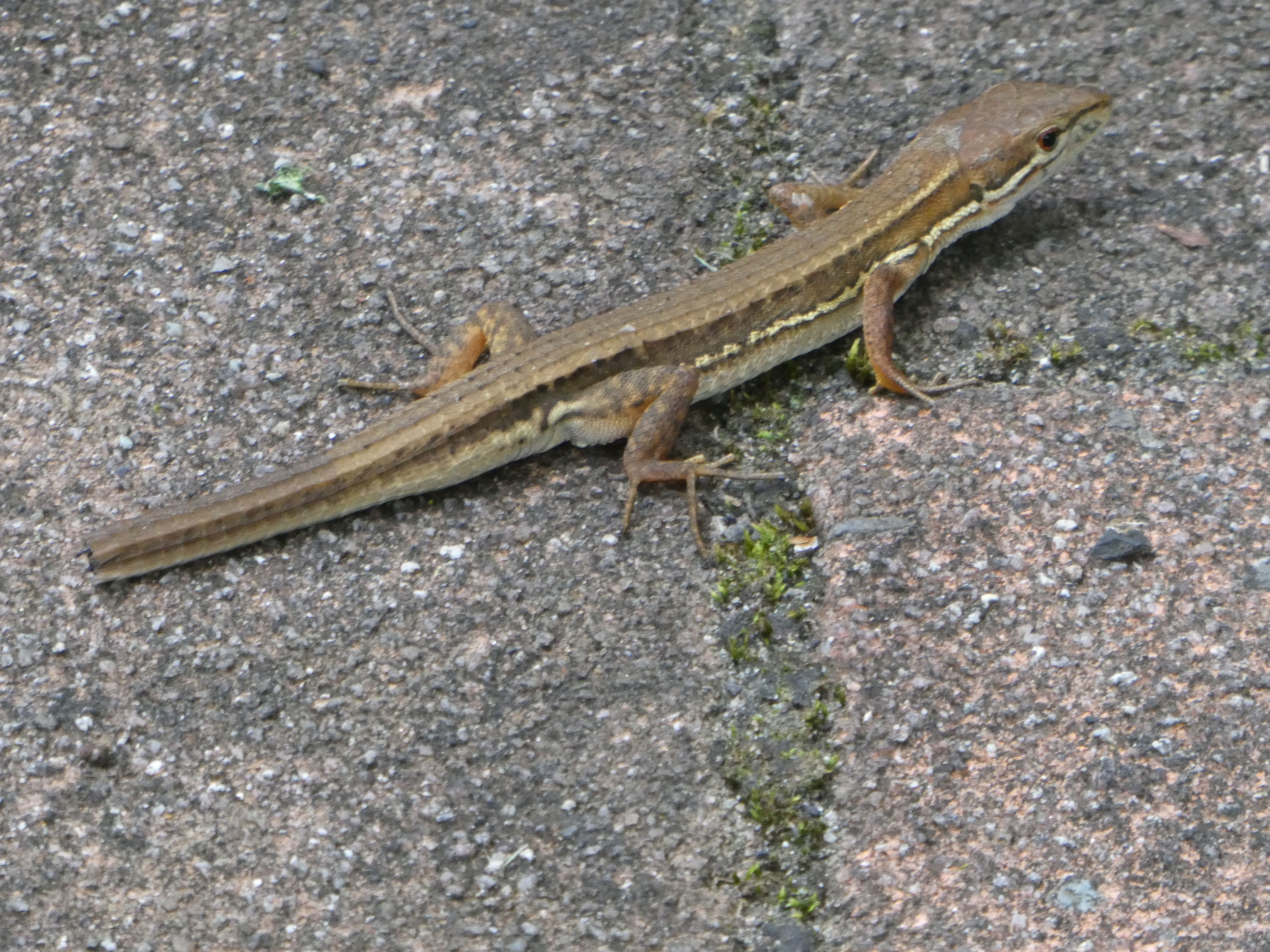 再生 いらない指 くわさんの高山 静岡県静岡市清水区 の活動データ Yamap ヤマップ