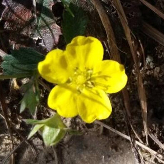 やまんばがーる