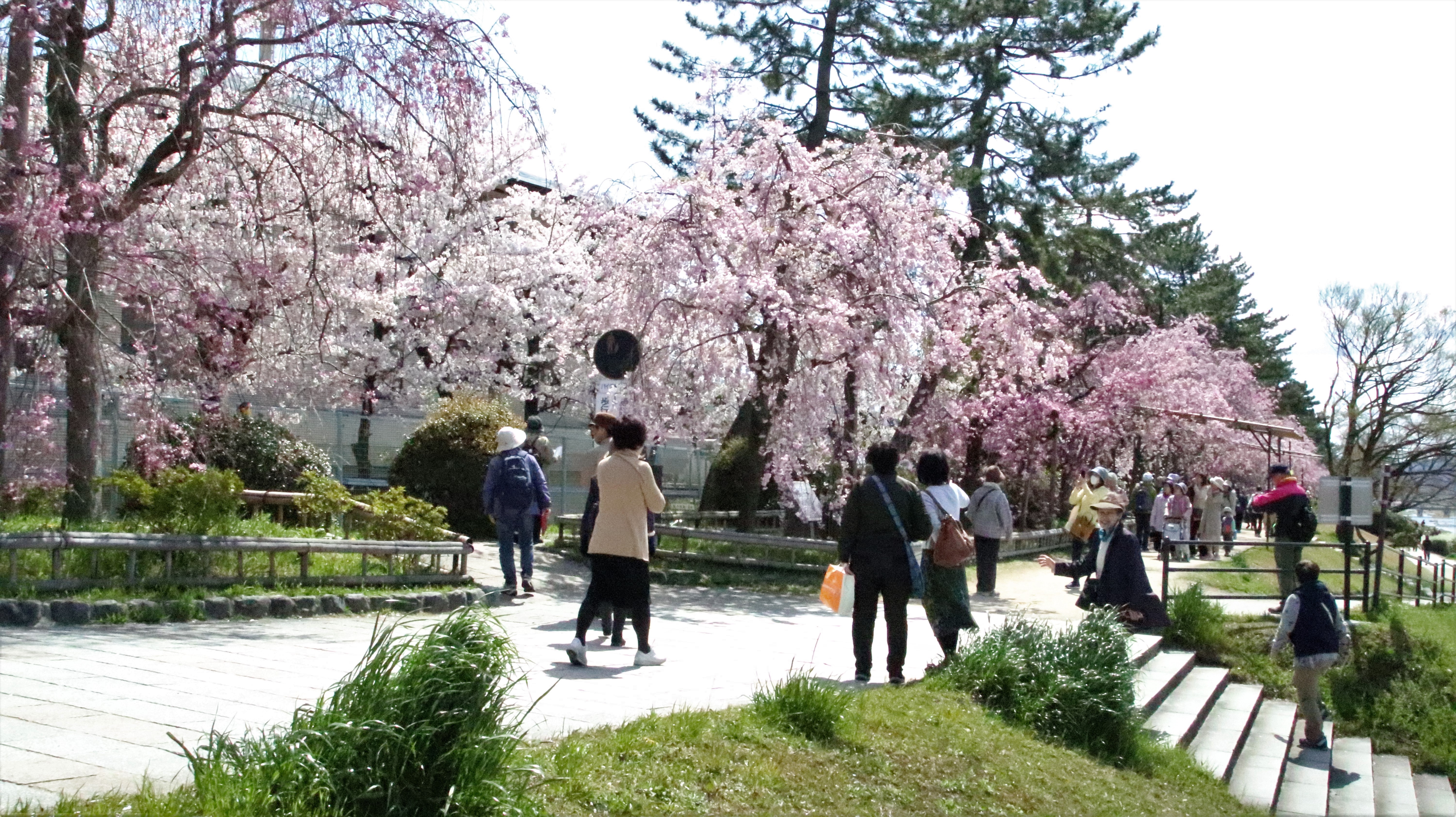 京都鴨川の桜並木を歩く かみやんさんの京都市の活動日記 Yamap ヤマップ