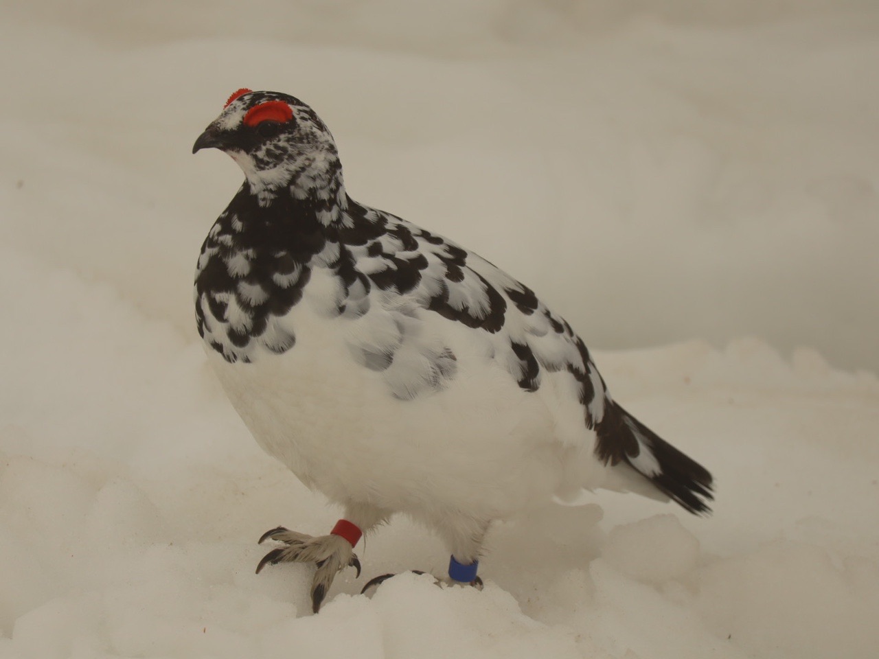 登山ガイドと行く 冬の雷鳥探し♫