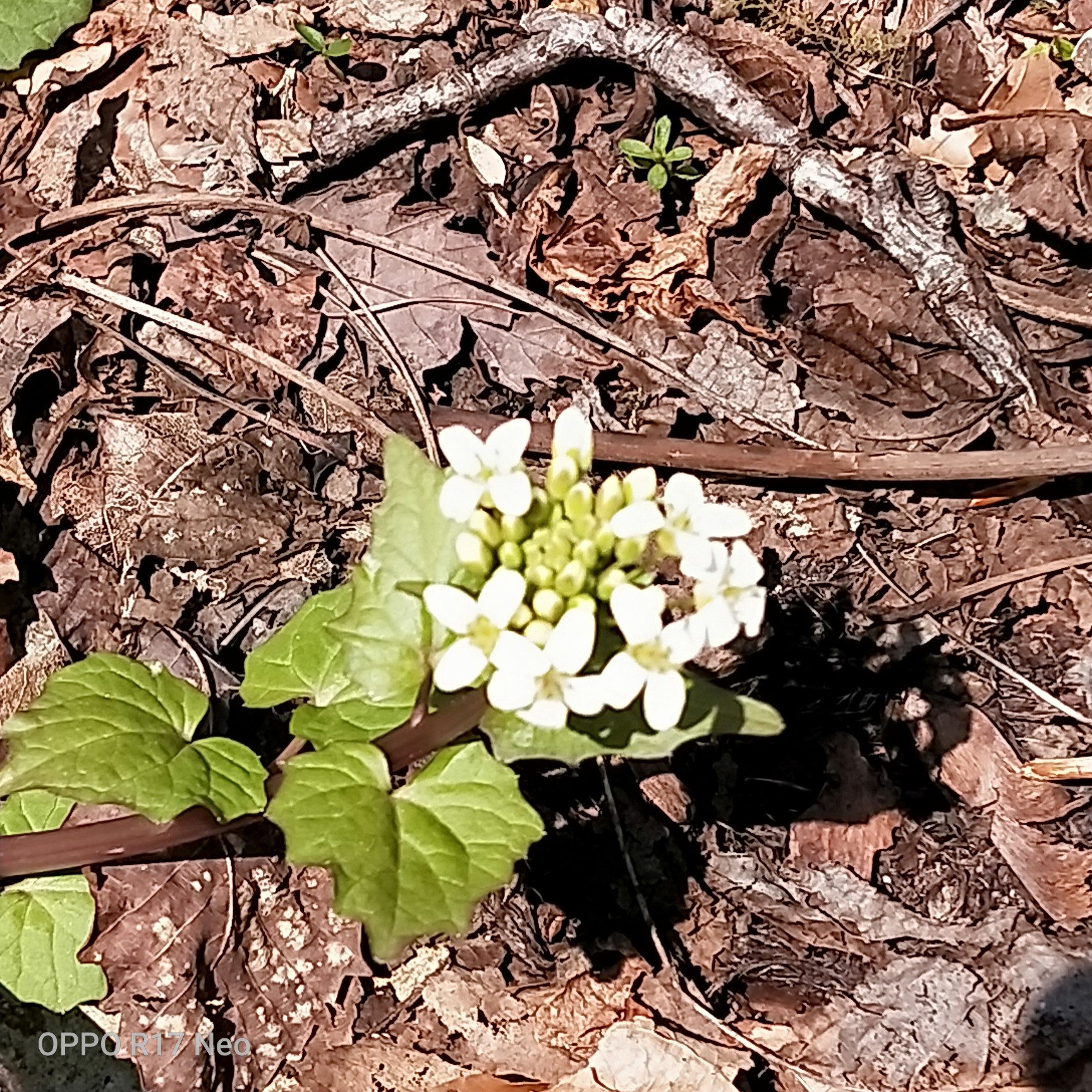 面白山 04 30 Yanakazuさんの面白山 神室岳の活動データ Yamap ヤマップ