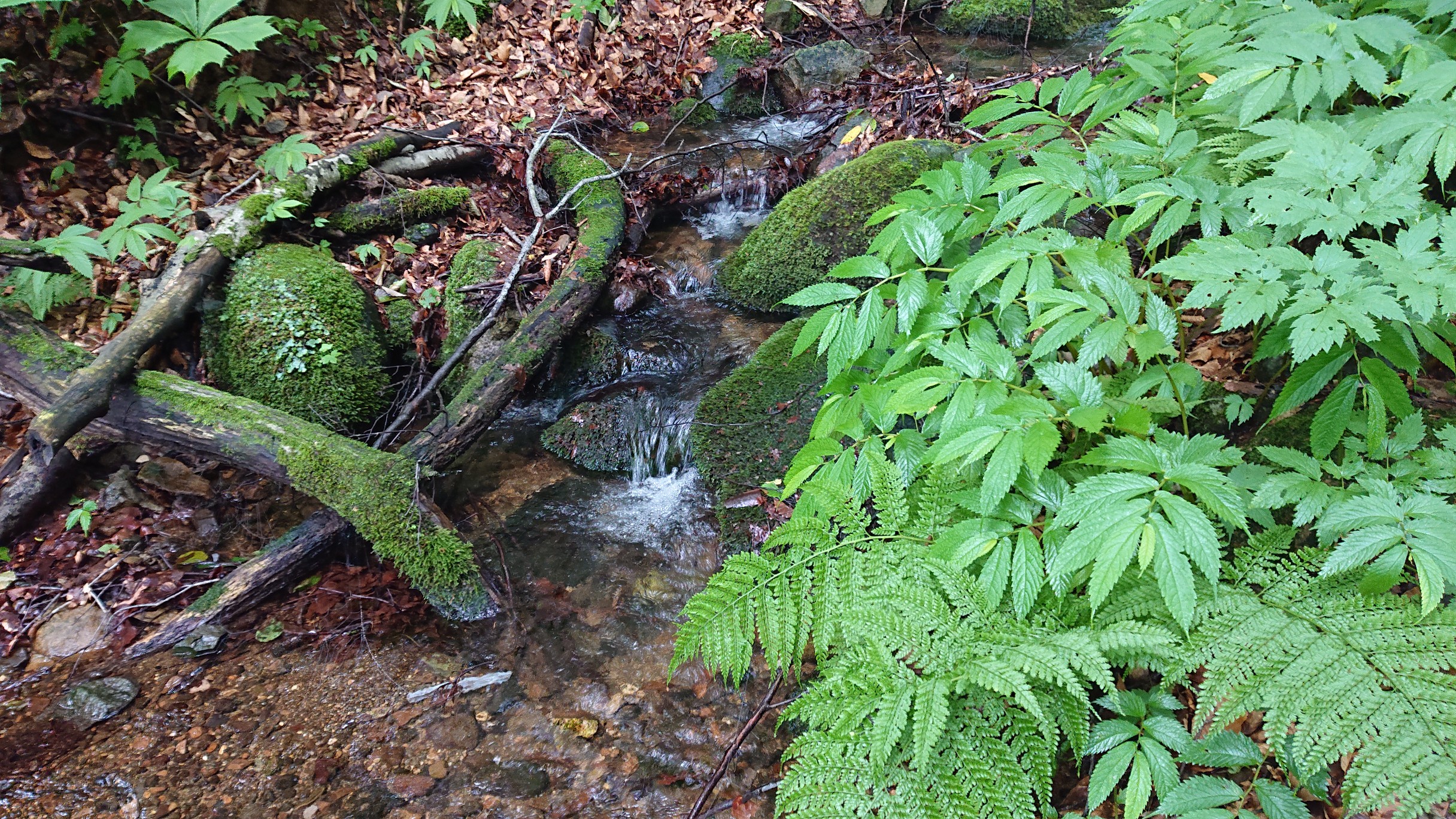 世界遺産 白神山地 07 22 だ たんさんの八方ヶ岳 青森県 の活動データ Yamap ヤマップ