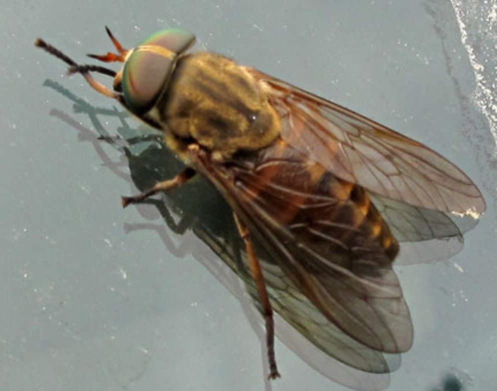 虻大量発生でアブノーマルな里山はあぶのうございます やっしいさんの三条市の活動データ Yamap ヤマップ