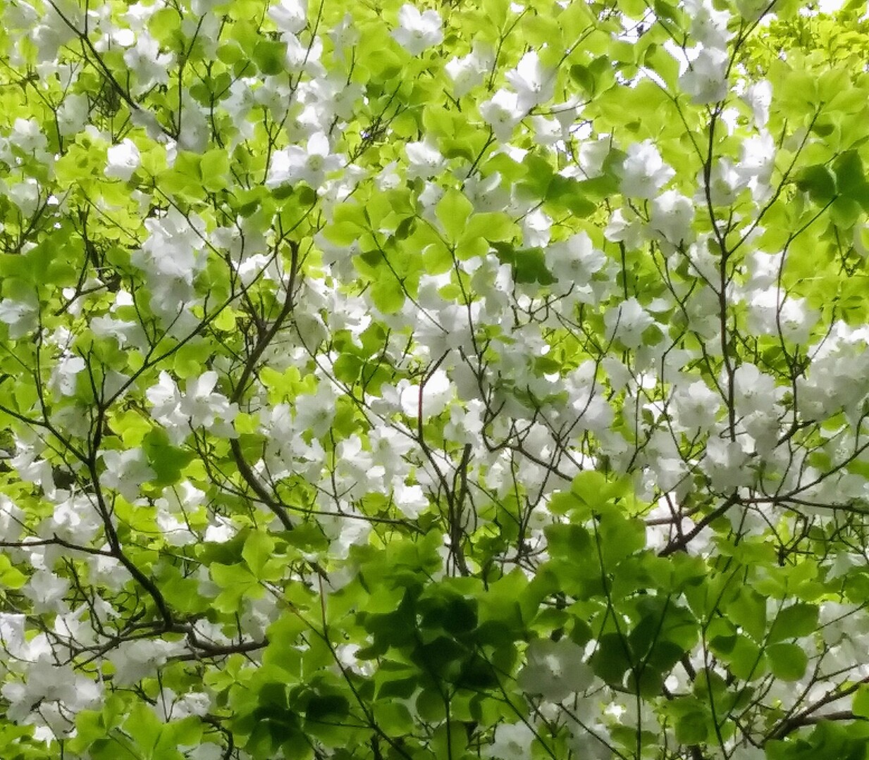 畦ヶ丸のシロヤシオ と 二つの 滝 幸 クロコさんの丹沢山の活動データ Yamap ヤマップ