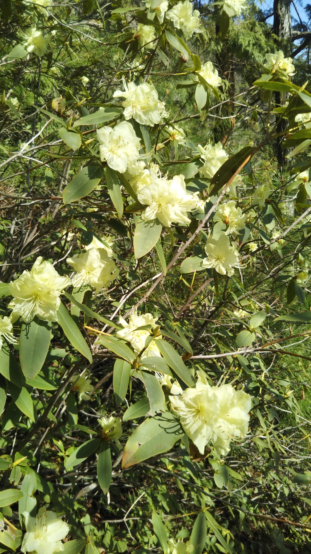 ヒカゲツツジの五大山 マッサンさんの五台山 親不知 城山 猪ノ口山 の活動データ Yamap ヤマップ