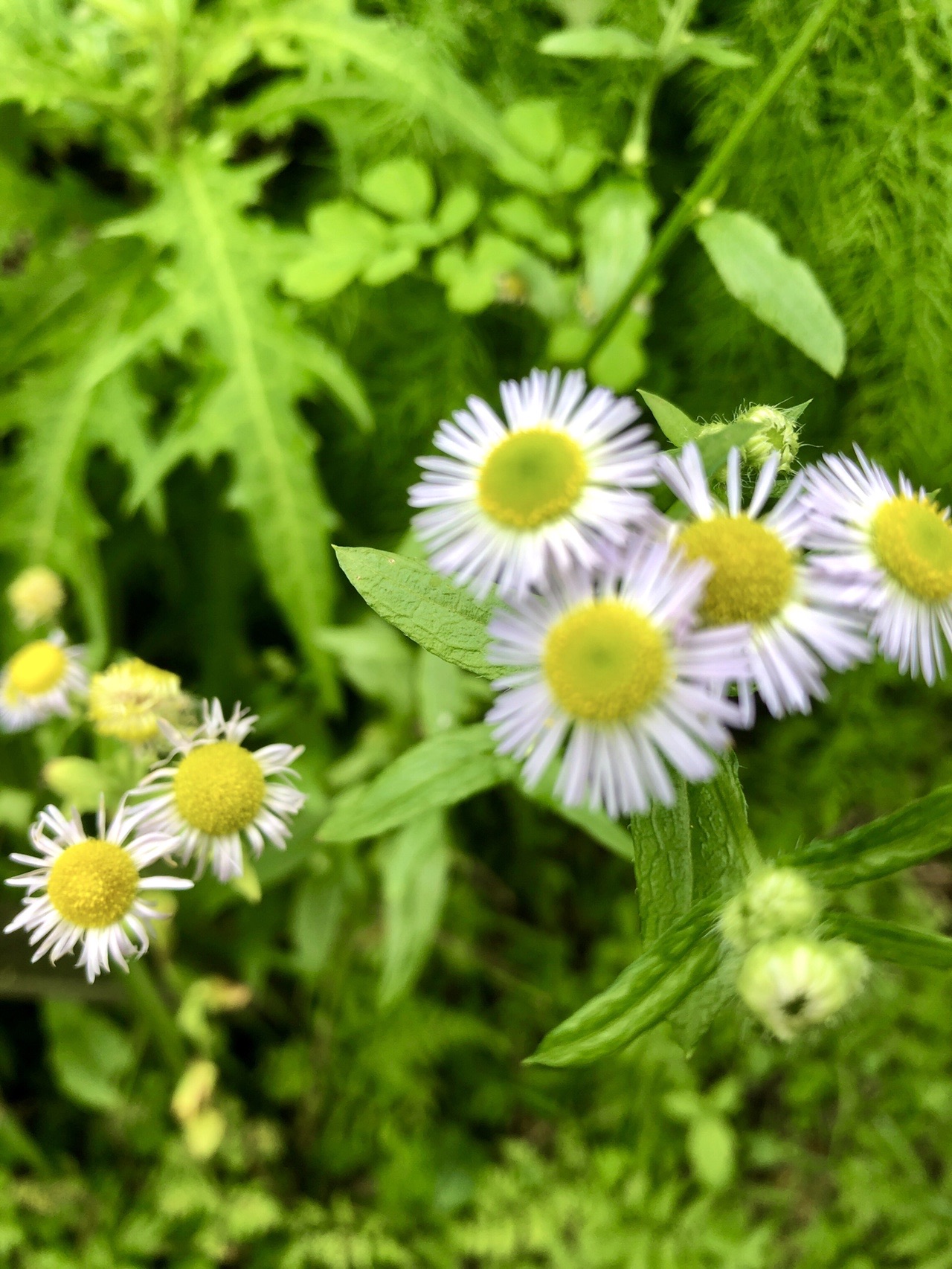 阿蘇野草園とらくだ山 とこさんの阿蘇山 高岳 根子岳の活動データ Yamap ヤマップ