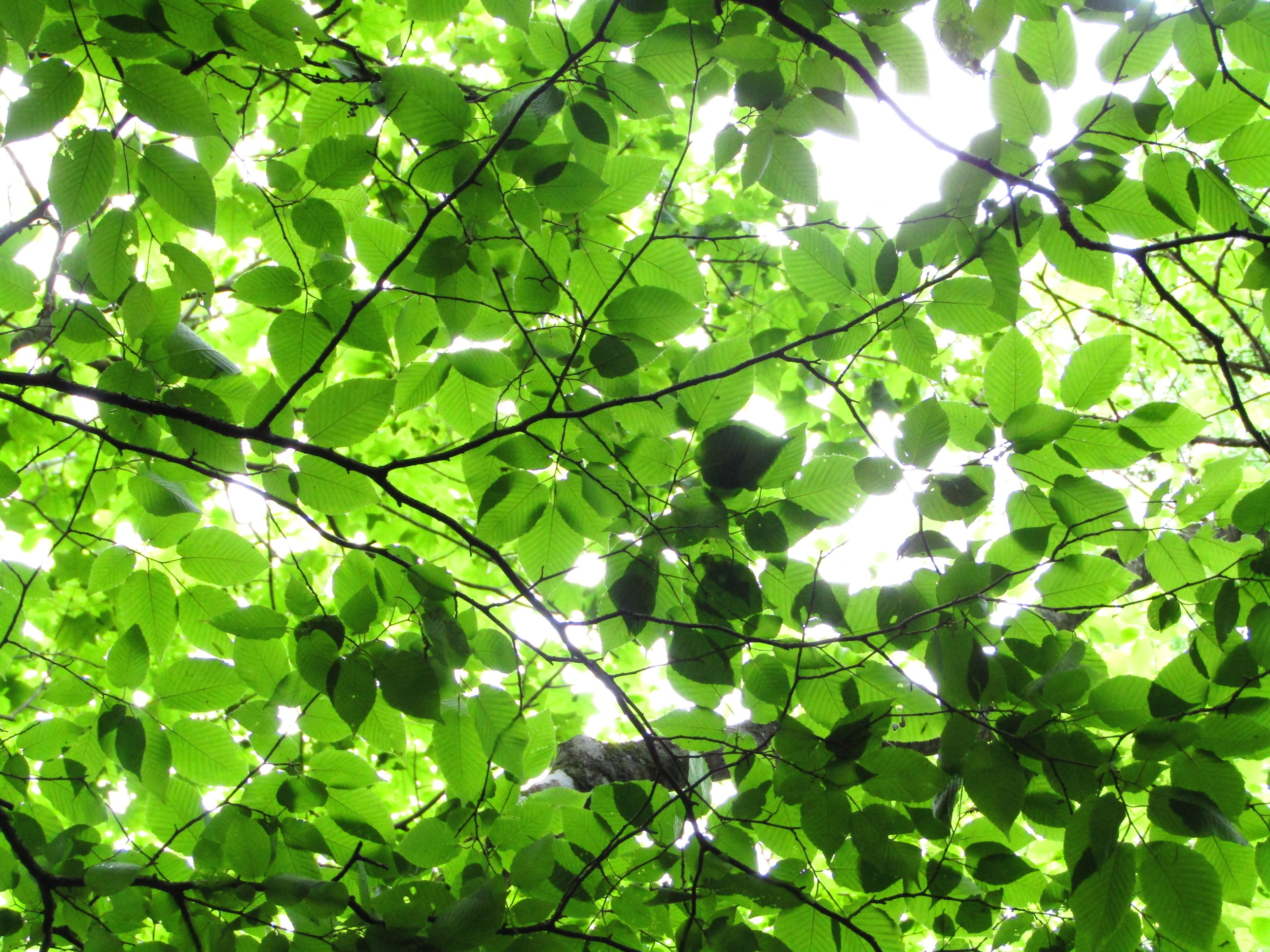 三国峠から三国山・楢木山・鉄砲木ノ頭(明神山) / チコさんの三国山の 