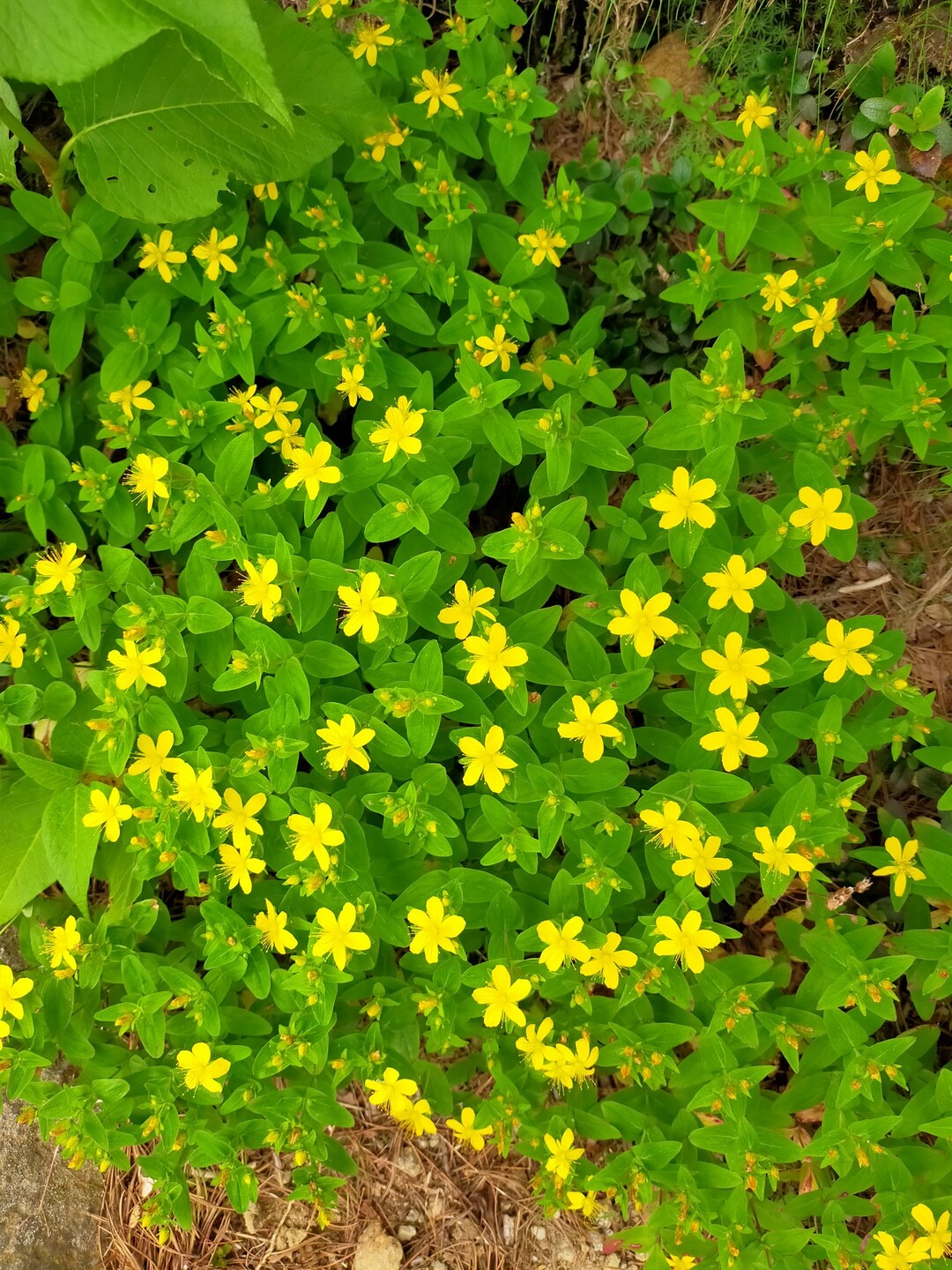 大倉山 白山 御前峰 白山 別山 銚子ヶ峰の写真34枚目 オトギリソウ 弟切草の名は この草から作 Yamap ヤマップ