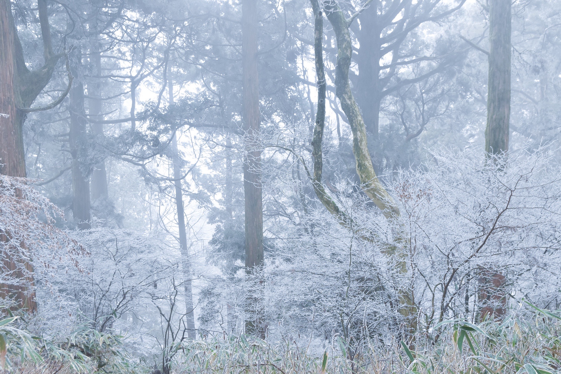 大阪 雪と氷を求めて金剛山 Taketonikさんの金剛山 二上山 大和葛城山の活動データ Yamap ヤマップ