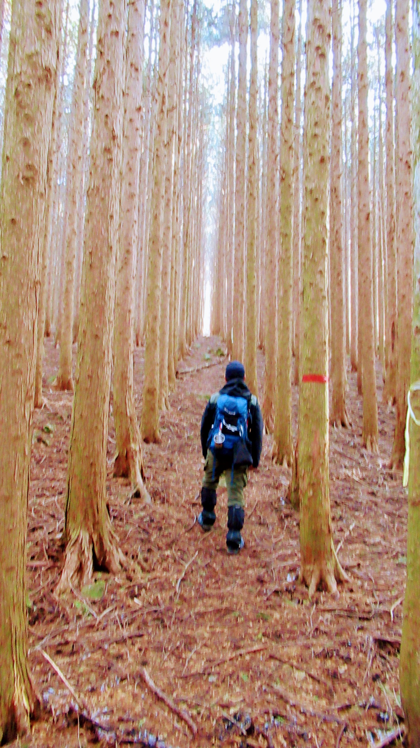 作礼山からの人生の並木路周遊 やまぼうしさんの作礼山の活動データ Yamap ヤマップ