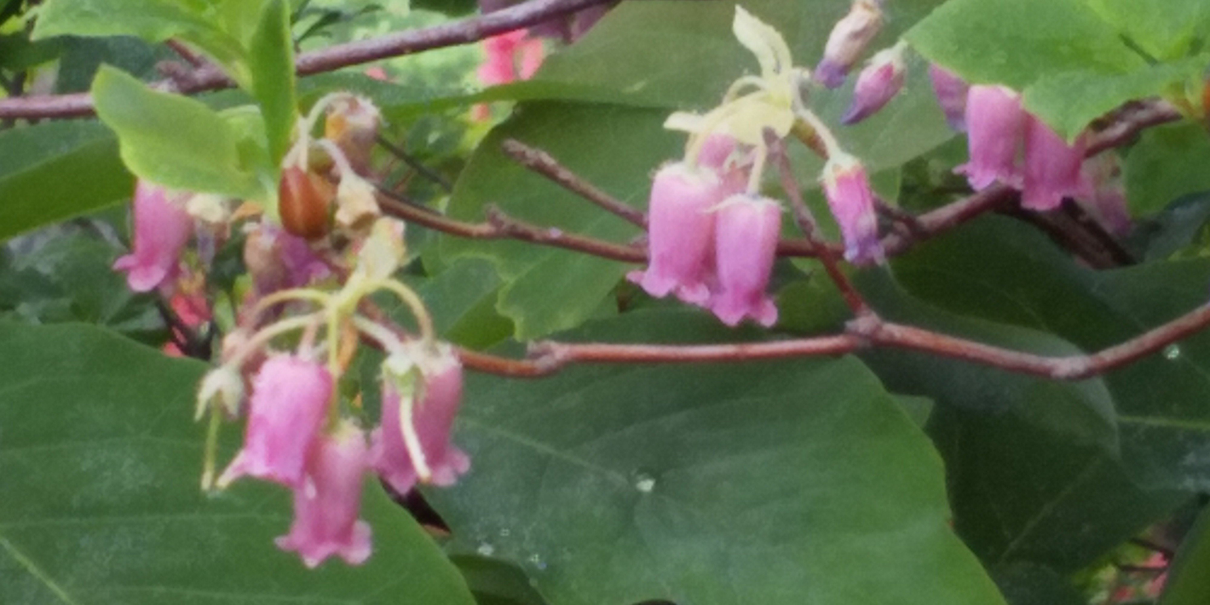 中ノ岳 みみさんの越後駒ヶ岳 八海山 荒沢岳の活動日記 Yamap ヤマップ