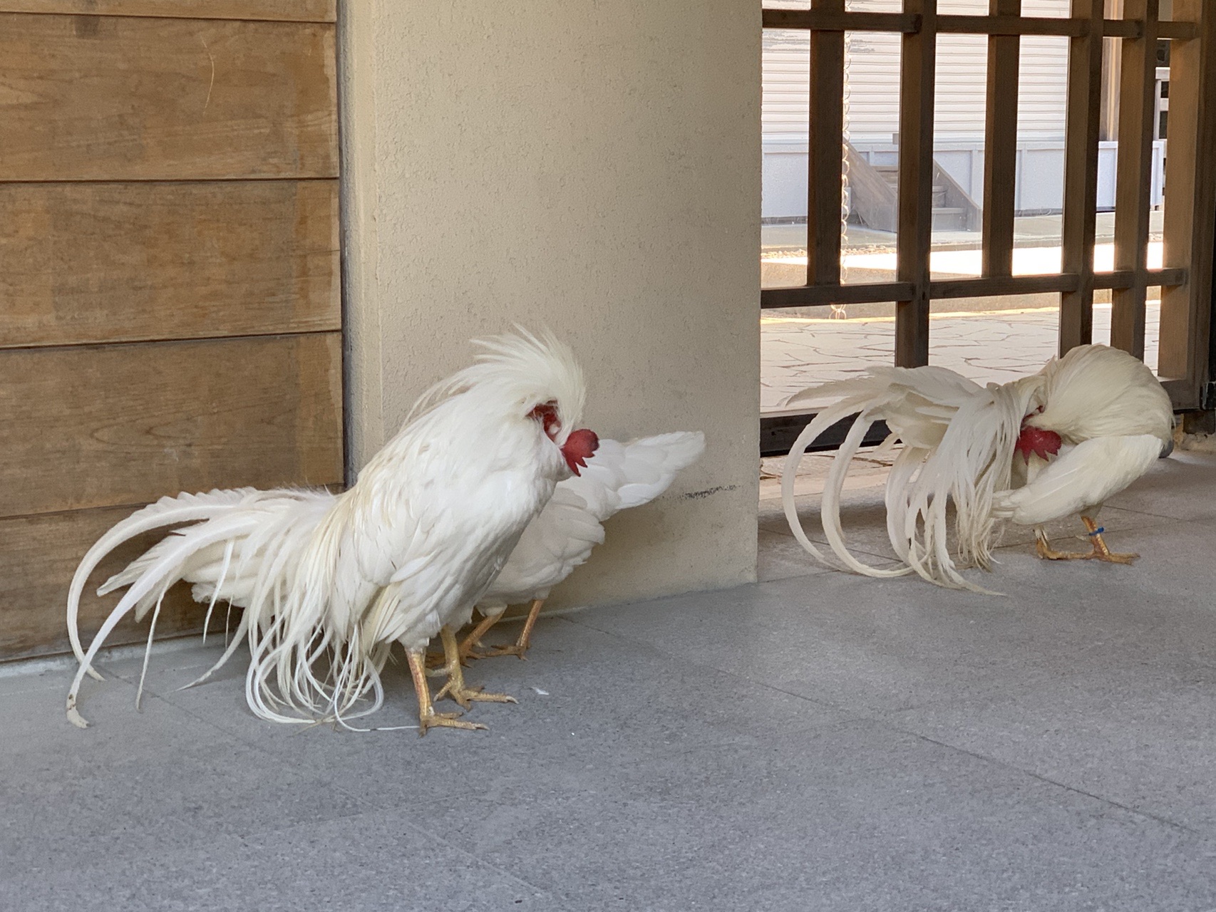 伊勢参りと朝熊山のフルコース 朝熊ヶ岳 朝熊ガ岳 03 24 ノリノリさんの朝熊ヶ岳 朝熊山 鼓ヶ岳 鷲嶺 袴腰山 の活動日記 Yamap ヤマップ