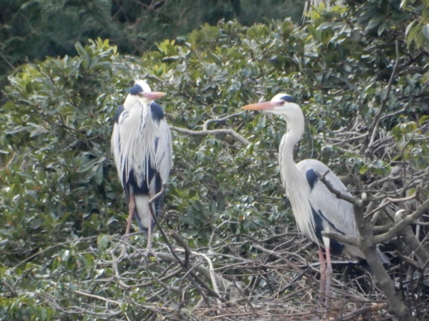 法多山とアオサギと春の花 チュンタさんの遠州三山の活動データ Yamap ヤマップ