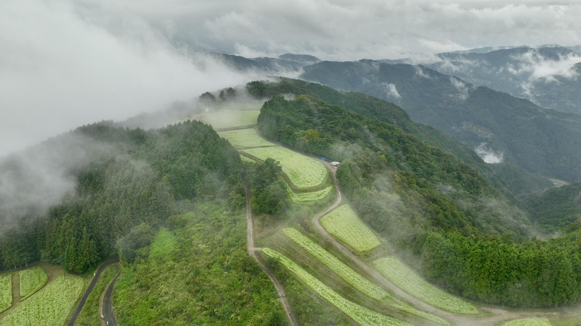 天空の地 島ヶ峰そば畑 2023/10/1 / ウォーキングの写真39枚目 / 国道に下りてきました | YAMAP / ヤマップ