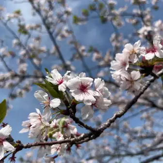九州の桜🌸なのか、今ごろ満開