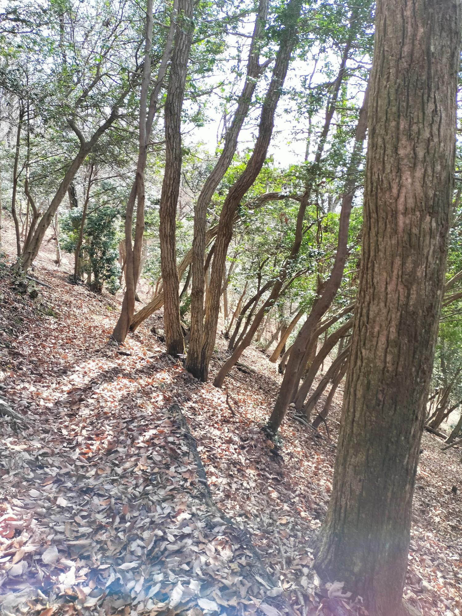 滝谷山・大谷山 / inojunさんの大谷山・滝谷山・城ヶ峰の活動データ | YAMAP / ヤマップ