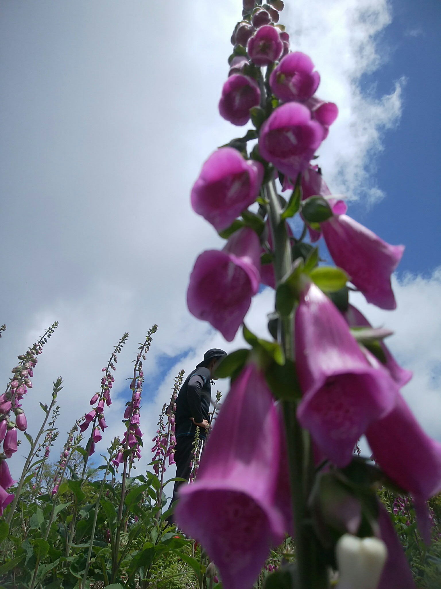 池木屋山 ジキタリス の群生を見に行く もふもふ さんの池木屋山の活動日記 Yamap ヤマップ