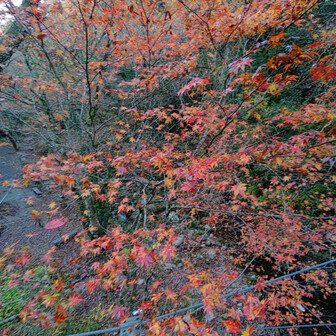 吊り橋の周囲の様子