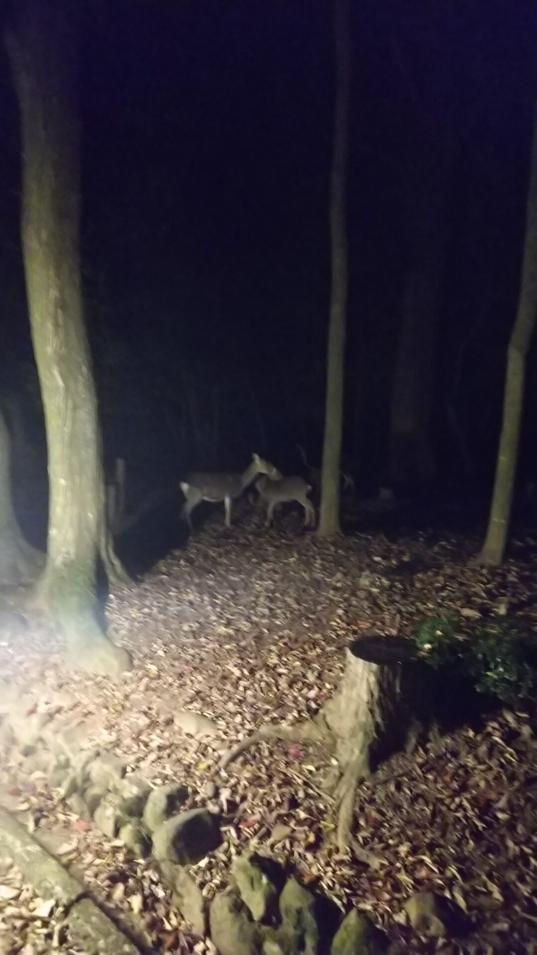 若草山 三笠山 高円山 2回目 クロスケさんの奈良市 東部の活動データ Yamap ヤマップ