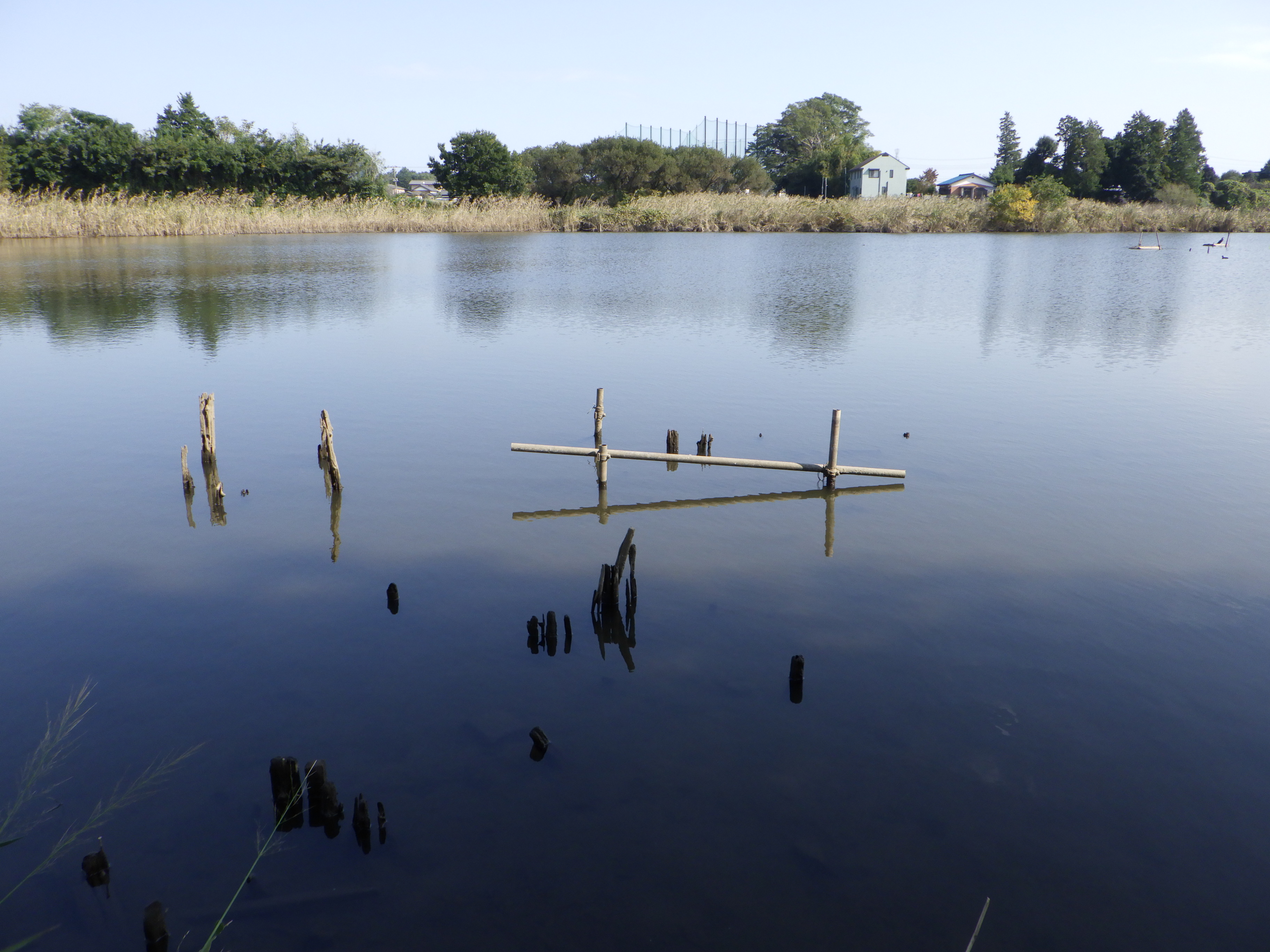 蓮田市 秋の久伊豆神社と黒浜貝塚 まさ10さんのさいたま市の活動日記 Yamap ヤマップ